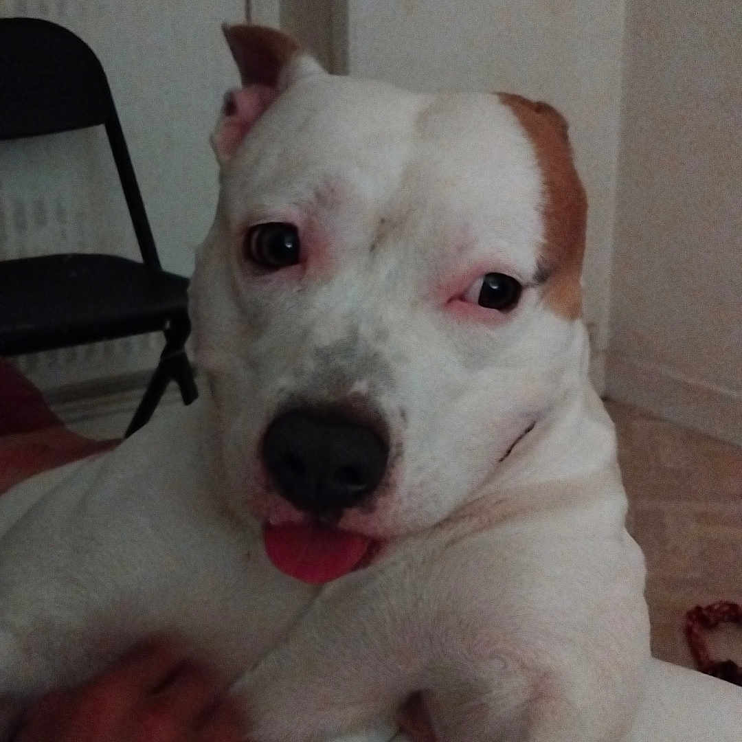 Tchyco participe au concours pour gagner de l'argent avec cette photo : animal, bodypart, boxer, bulldog, canine, chair, couch, dog, face, furniture, head, hound, mouth, person, pet, photography, pitbull, portrait, puppy, whitedog