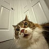 cat, pet, indoor, fur, whiskers, close_up, curious, animal, domestic, face, eyes, nose, mouth, door, white_wall, floor, brown_fur, black_fur, white_fur, expression