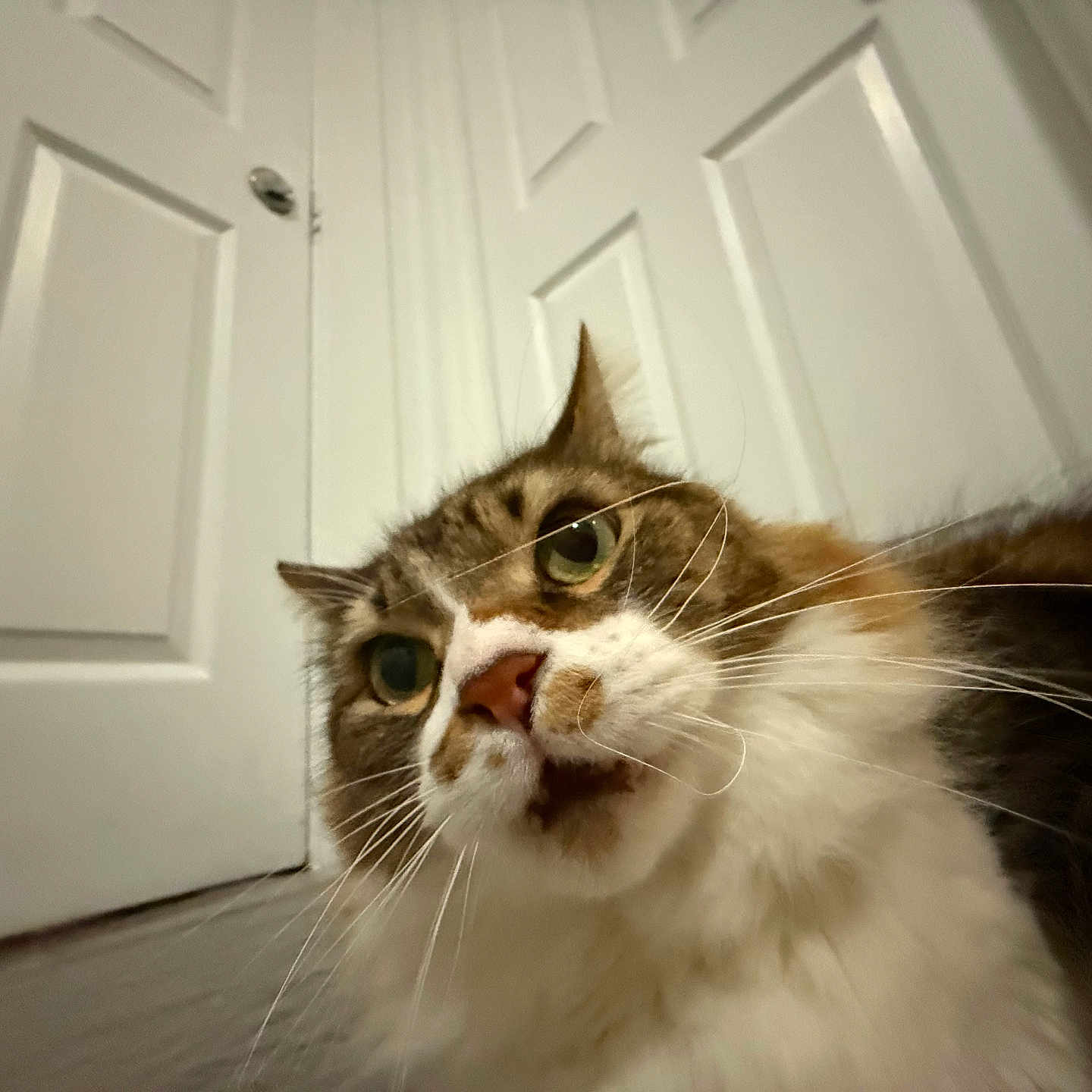 Mau