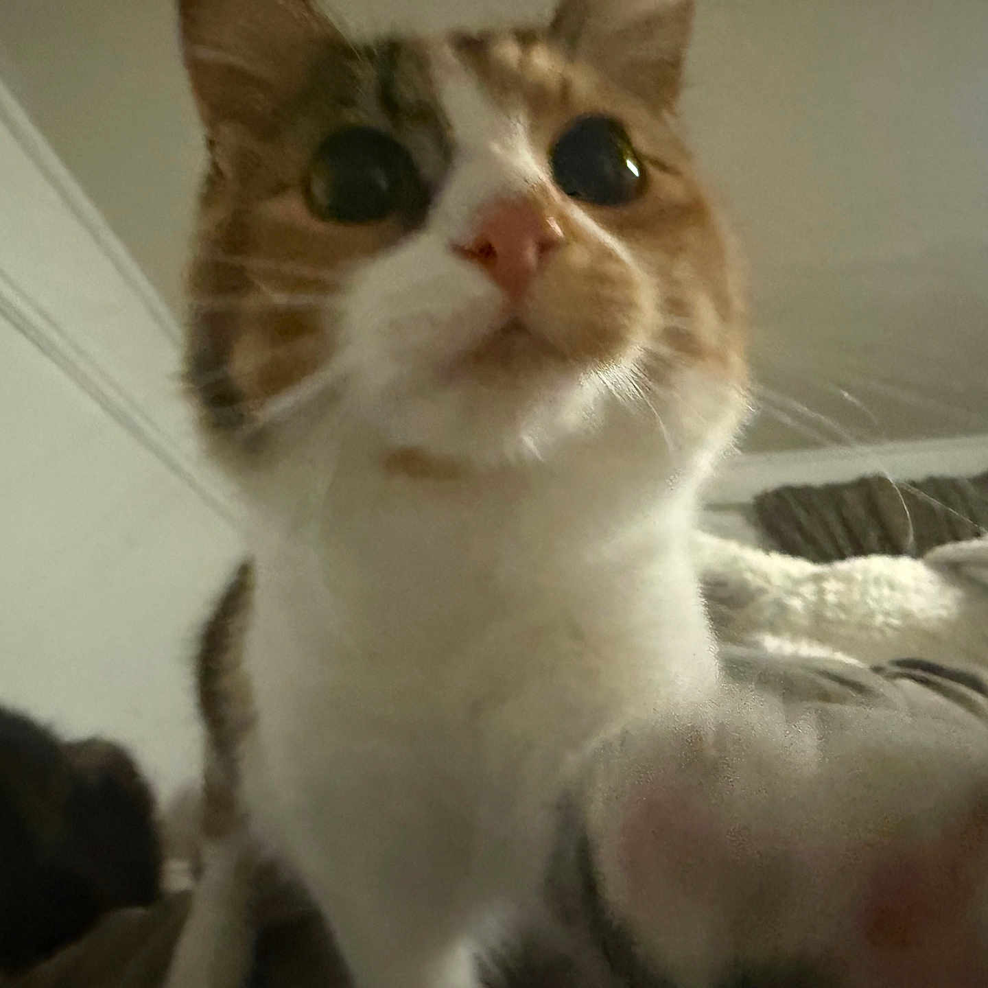 Mia