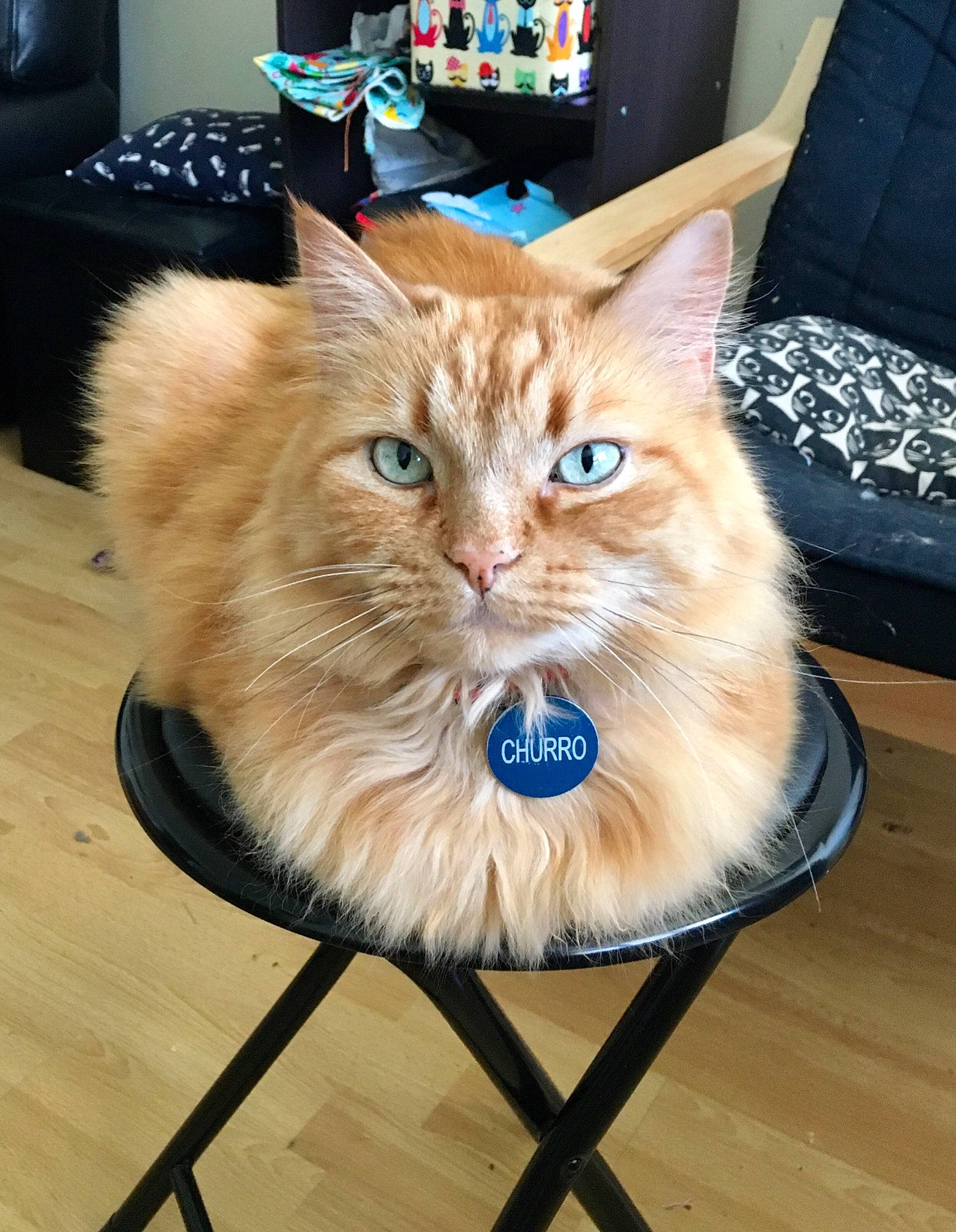 Churro a rejoint le concours — aidez-le/la à gagner de superbes lots ! box, carnivore, cat, claw, computer_keyboard, domestic_short_haired_cat, electric_blue, fawn, felidae, flooring, fur, hardwood, paw, small_to_medium_sized_cats, snout, tail, terrestrial_animal, varnish, whiskers, wood