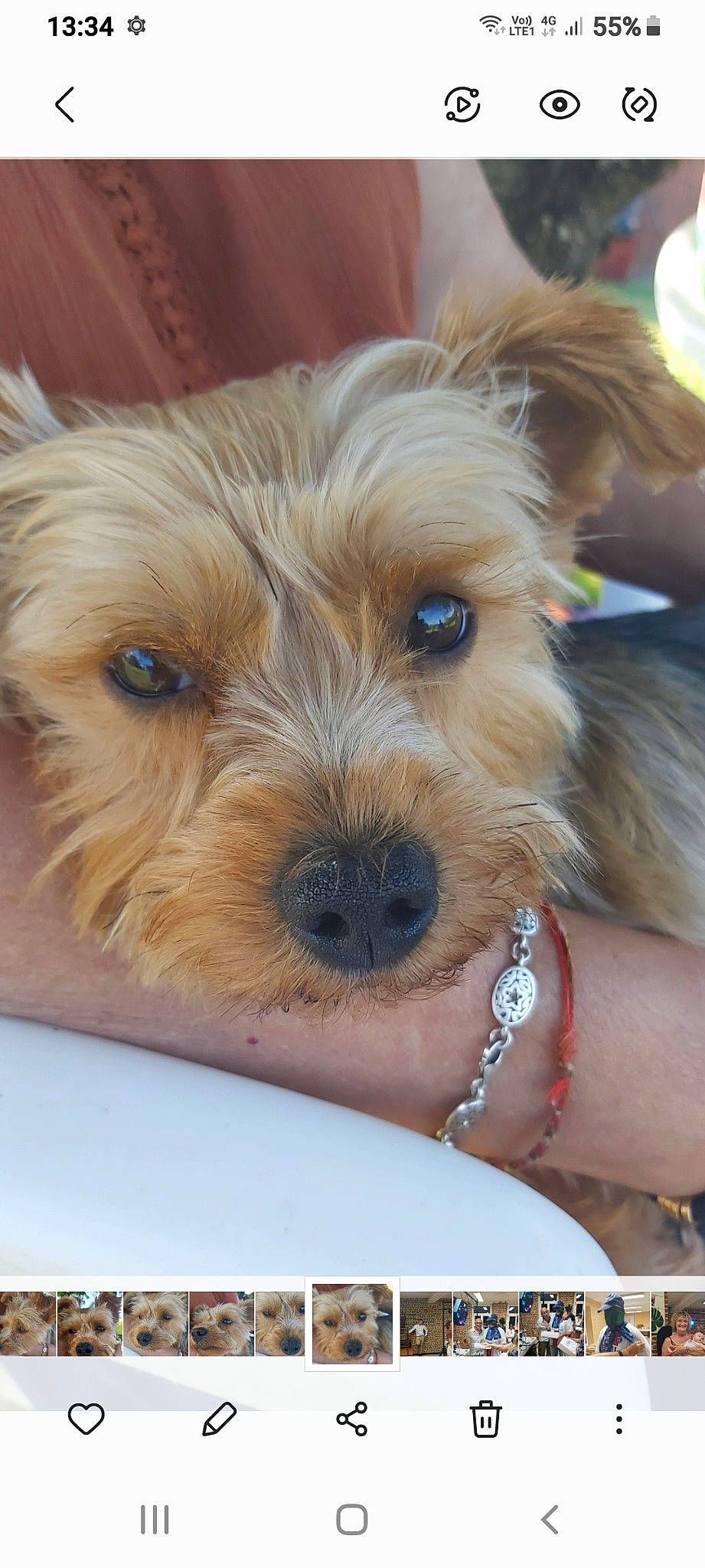 Pépette participe au concours pour gagner de l'argent avec cette photo : biewer_terrier, canidae, carnivore, companion_dog, dog, dog_breed, fur, jewellery, liver, maltepoo, puppy, small_terrier, snout, sporting_group, terrier, toy_dog, whiskers, working_animal, yorkipoo