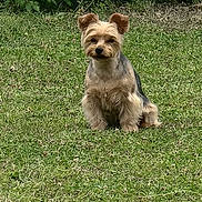𝕃𝕚𝕝𝕒 participe au concours pour gagner de l'argent avec cette photo : dog, grass, outdoor, pet, animal, yard, greenery, small_dog, fur, ears, sitting, nature, cute, canine, mammal, garden, portrait, alert, companion, adorable
