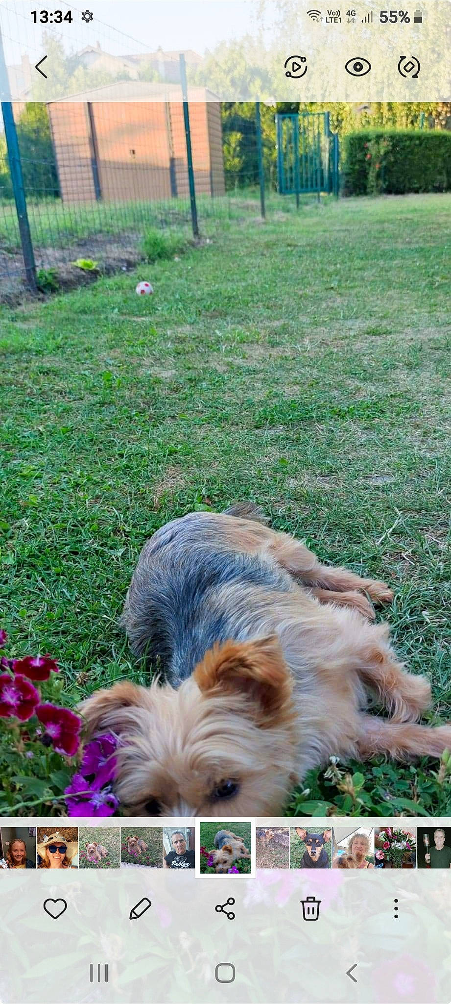 Lila participe au concours pour gagner de l'argent avec cette photo : biewer_terrier, canidae, carnivore, companion_dog, dog, dog_breed, fence, garden, grass, groundcover, liver, plant, puppy, small_terrier, sporting_group, terrier, toy_dog, tree, yorkipoo, yorkshire_terrier