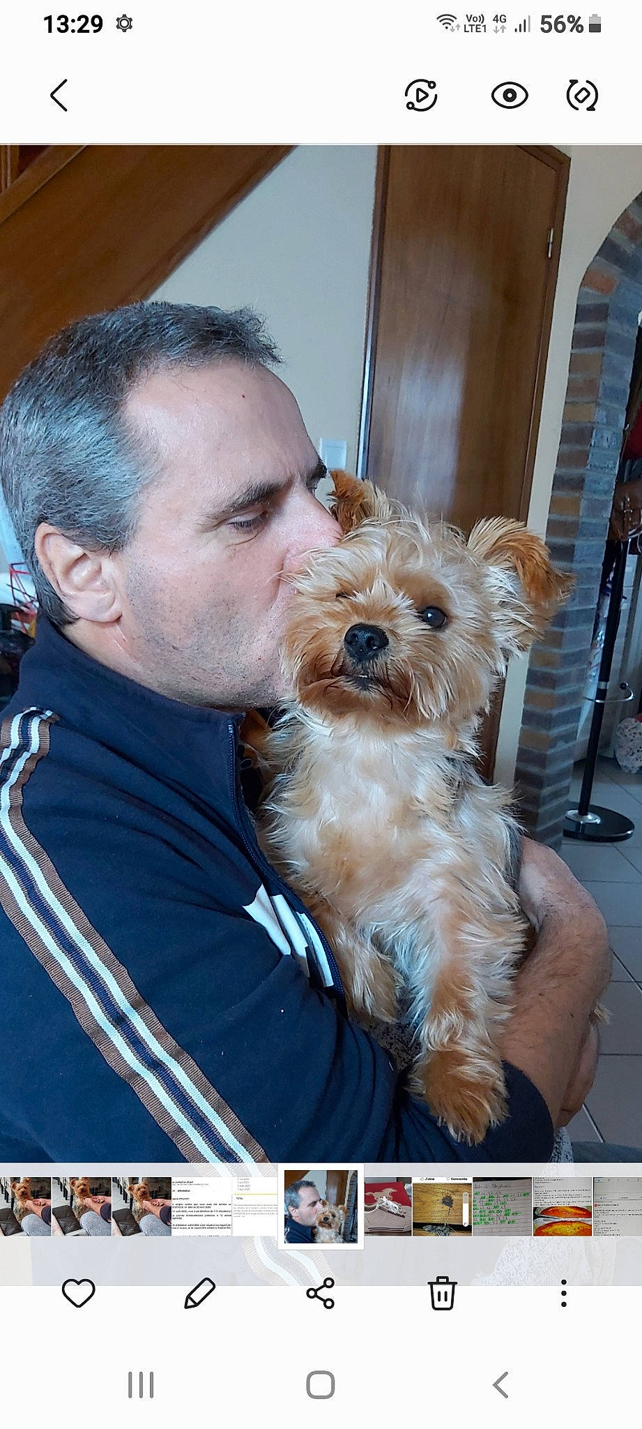 Lila a rejoint le concours — aidez-le/la à gagner de superbes lots ! beard, canidae, carnivore, companion_dog, dog, dog_breed, ear, eyewear, facial_hair, fur, glasses, happy, maltepoo, puppy_love, small_terrier, snout, sporting_group, sunglasses, terrier, toy_dog