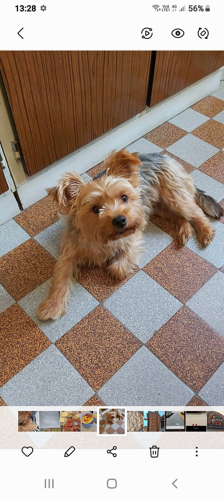 Lila participe au concours pour gagner de l'argent avec cette photo : carnivore, companion_dog, dog, dog_breed, dog_supply, floor, flooring, fur, hardwood, liver, pattern, poodle_crossbreed, rectangle, small_terrier, sporting_group, terrier, toy_dog, wood, working_animal, yorkipoo