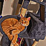 cat, ginger_cat, cat_tree, scratching_post, hammock, indoor, pet, feline, relaxed, cozy, toys, multi_level, home, animal, orange_fur, whiskers, ears, paws, resting, curious