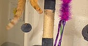 Hammie is registered to the contest to win money with this photo: cat, orange_cat, tabby_cat, cat_tree, feather_toy, purple_feather, indoor, pet, relaxed, furniture, toy, ribbons, hanging_paw, carpeted, cozy, animal, cute, domestic_cat, resting, playful