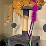 cat, orange_cat, tabby_cat, cat_tree, feather_toy, purple_feather, indoor, pet, relaxed, furniture, toy, ribbons, hanging_paw, carpeted, cozy, animal, cute, domestic_cat, resting, playful