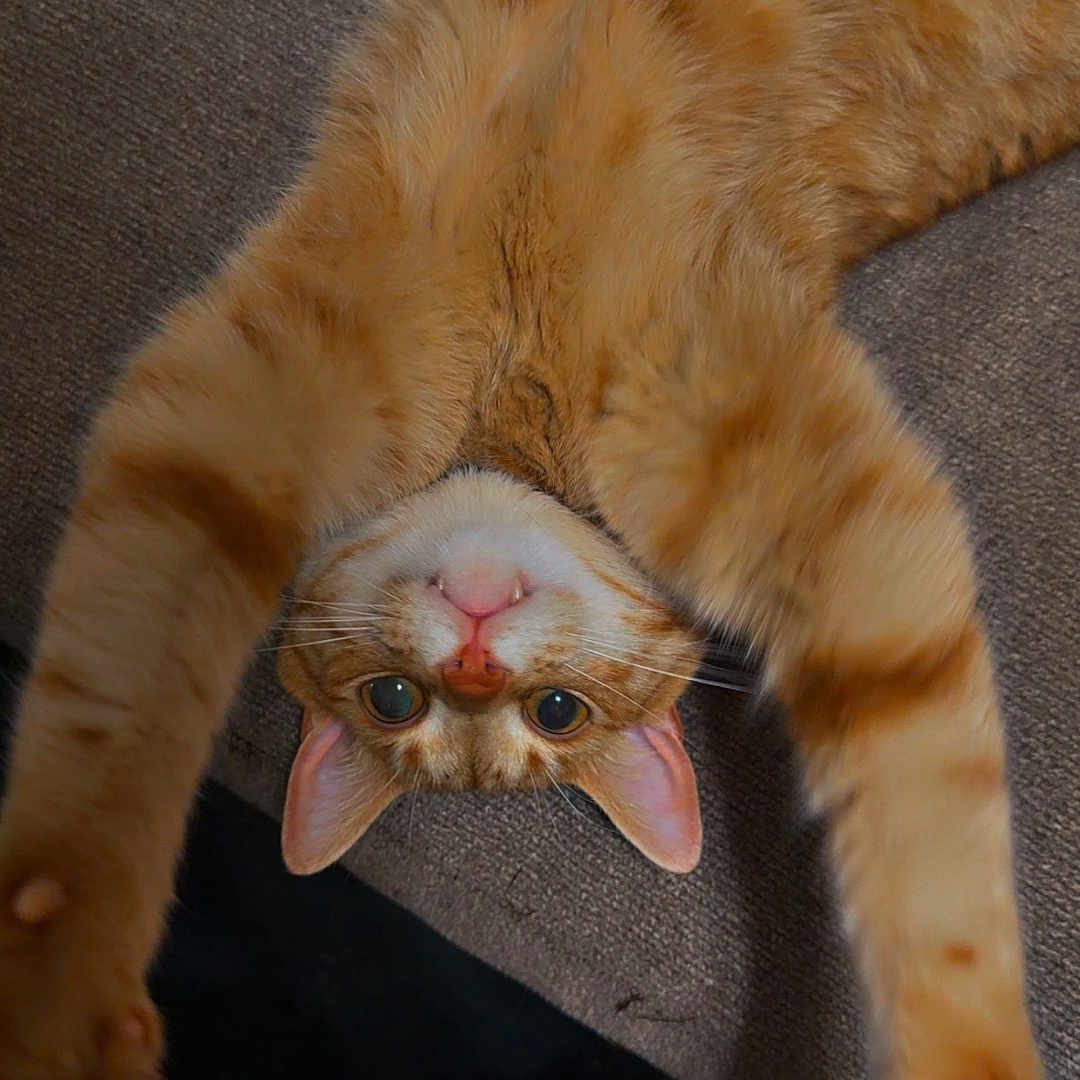 Hammie