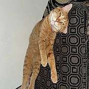 Hammie is registered to the contest to win money with this photo: cat, orange_tabby, cushion, chair, furniture, indoor, relaxed, pet, animal, patterned_fabric, curious, looking_at_camera, fur, whiskers, ears, paws, domestic_cat, seated, sideways, cozy