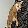 cat, orange_tabby, cushion, chair, furniture, indoor, relaxed, pet, animal, patterned_fabric, curious, looking_at_camera, fur, whiskers, ears, paws, domestic_cat, seated, sideways, cozy