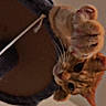 cat, orange_tabby, paw, whiskers, cat_tree, cozy, indoor, pet, animal, feline, curious, close_up, soft_fur, climbing, playful, kitten, warm, cute, domestic_cat, resting