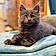 Arlo