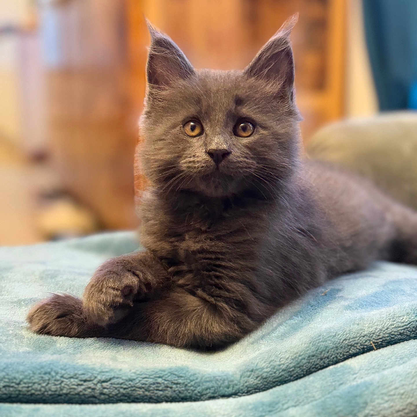 Arlo a rejoint le concours — aidez-le/la à gagner de superbes lots ! animal, blanket, cat, closeup, cozy, curious, cute, ears, feline, gray_fur, home, indoor, kitten, paws, pet, portrait, relaxed, soft_texture, whiskers, young