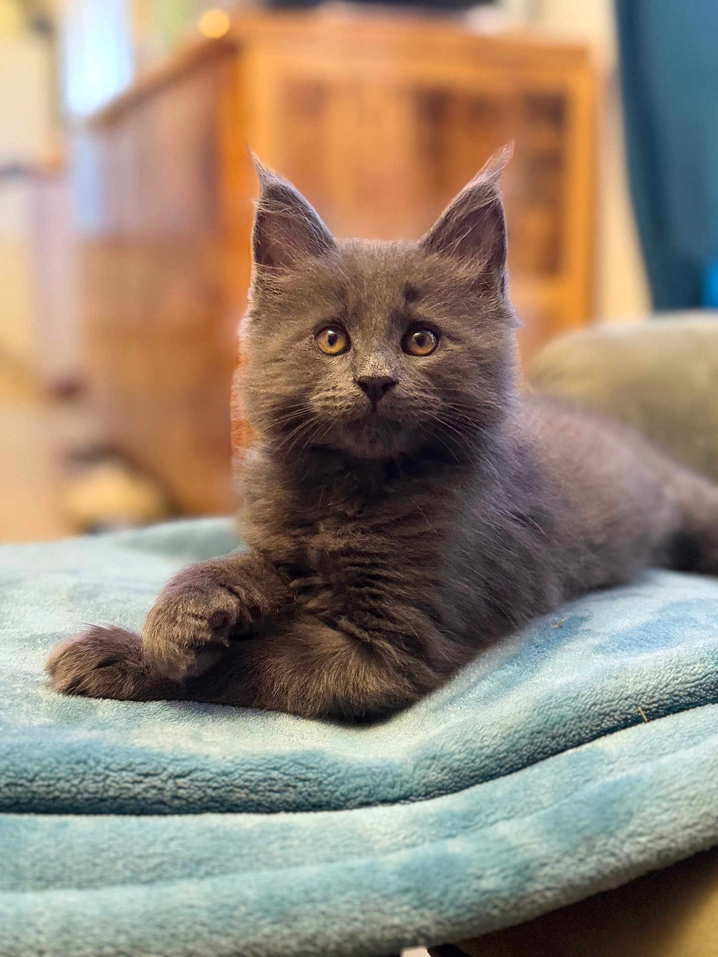 Arlo a rejoint le concours — aidez-le/la à gagner de superbes lots ! animal, blanket, cat, closeup, cozy, curious, cute, ears, feline, gray_fur, home, indoor, kitten, paws, pet, portrait, relaxed, soft_texture, whiskers, young