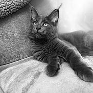 Arlo participe au concours pour gagner de l'argent avec cette photo : animal, black_and_white, black_cat, cat, close_up, comfortable, couch, curious, ears, feline, fur, home, indoor, laying_down, monochrome, pet, portrait, relaxing, soft_texture, whiskers