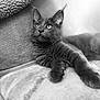 animal, black_and_white, black_cat, cat, close_up, comfortable, couch, curious, ears, feline, fur, home, indoor, laying_down, monochrome, pet, portrait, relaxing, soft_texture, whiskers