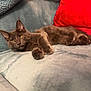 Arlo participe au concours pour gagner de l'argent avec cette photo : alert, cat, comfortable, couch, cozy, domestic_animal, ears, feline, fluffy, golden_eyes, gray_cat, home, indoor, paws, pet, red_cushion, relaxed, resting, soft_furniture, whiskers