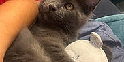 Arlo participe au concours pour gagner de l'argent avec cette photo : animal, arm, blanket, cat, closeup, companion, cozy, curtains, cute, domestic_cat, fluffy, fur, golden_eyes, gray_cat, indoor, pet, plush_toy, relaxed, resting, soft_toy