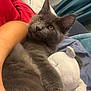 animal, arm, blanket, cat, closeup, companion, cozy, curtains, cute, domestic_cat, fluffy, fur, golden_eyes, gray_cat, indoor, pet, plush_toy, relaxed, resting, soft_toy