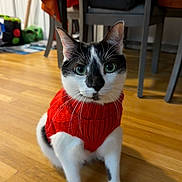 Buddy joined the competition — help win amazing prizes! cat, pet, indoor, red_sweater, wooden_floor, black_and_white, curious, sitting, feline, whiskers, ears, face, eyes, domestic, cozy, furniture, chair, table, background, home