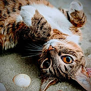 Lilas a rejoint le concours — aidez-le/la à gagner de superbes lots ! animal, cat, closeup, curious, cute, fur, lying_down, mammal, nature, orange_eyes, outdoor, pet, playful, portrait, relaxed, sand, seashells, tabby_cat, whiskers, white_belly