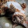 animal, cat, closeup, curious, cute, fur, lying_down, mammal, nature, orange_eyes, outdoor, pet, playful, portrait, relaxed, sand, seashells, tabby_cat, whiskers, white_belly