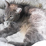 Kapri joined the competition — help win amazing prizes! animal, bed, blanket, cat, closeup, comfort, cozy, cute, ears, feline, fur, gray_cat, indoor, pet, relaxed, resting, sleepy, soft_light, tabby, whiskers