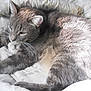animal, bed, blanket, cat, closeup, comfort, cozy, cute, ears, feline, fur, gray_cat, indoor, pet, relaxed, resting, sleepy, soft_light, tabby, whiskers