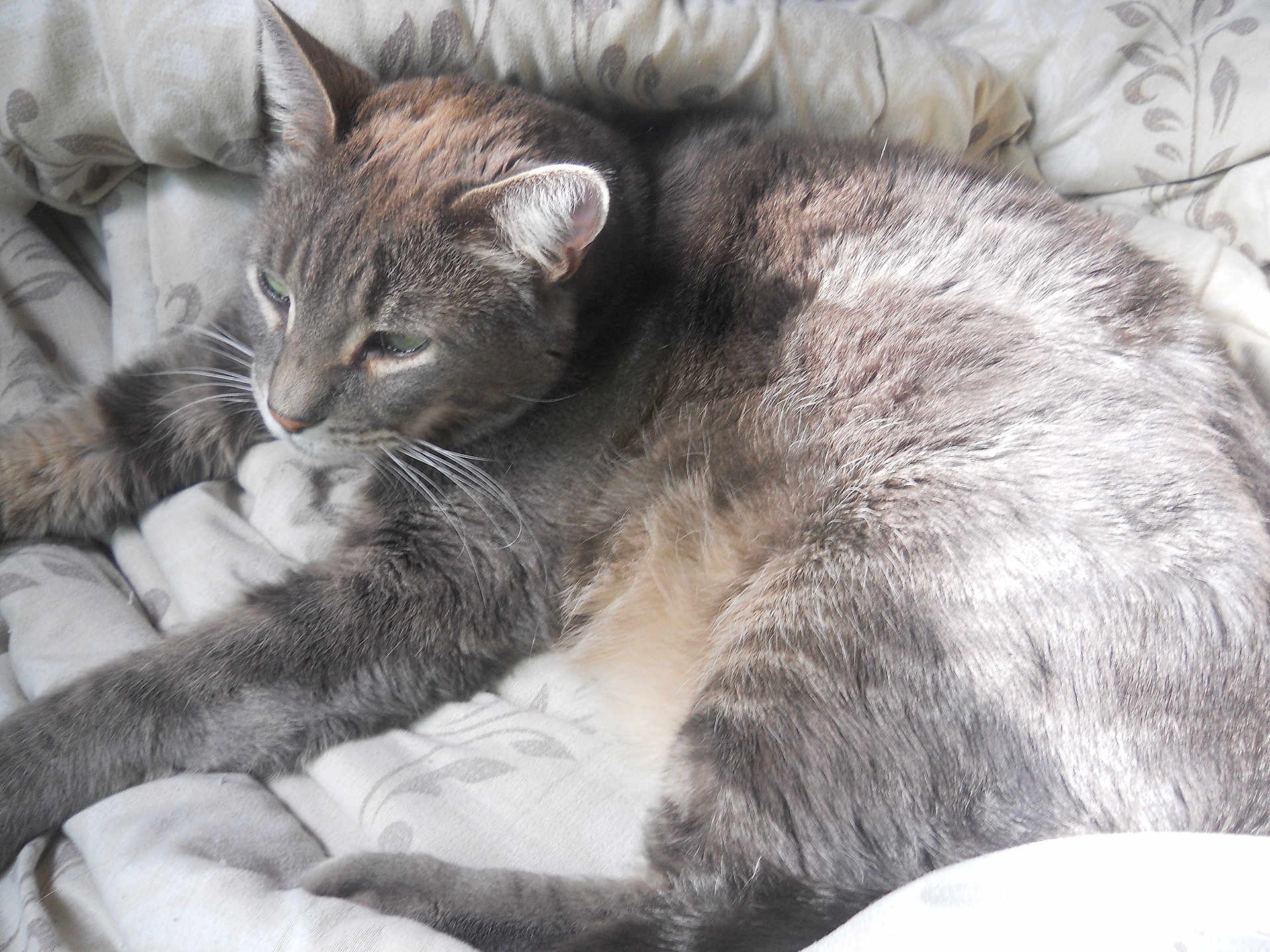 Kapri joined the competition — help win amazing prizes! animal, bed, blanket, cat, closeup, comfort, cozy, cute, ears, feline, fur, gray_cat, indoor, pet, relaxed, resting, sleepy, soft_light, tabby, whiskers