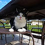 animal, background, black_and_white_cat, cat, chair, curious, daylight, feline, garden, green_grass, metal_chair, nature, outdoor, patio, paws, relaxed, seated, sunny_day, table, whiskers