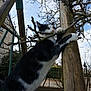Soquette a rejoint le concours — aidez-le/la à gagner de superbes lots ! animal, black_and_white_cat, branch, building, cat, climbing, cloudy_sky, curious_cat, daytime, fence, leafless_trees, nature, nibbling, outdoor, pet, playground, sky, trees, window, wooden_post