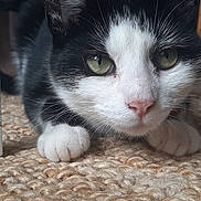Soquette participe au concours pour gagner de l'argent avec cette photo : alert, animal, black_and_white, carpet, cat, close_up, curious, cute, domestic, feline, floor, fur, green_eyes, indoor, mammal, paws, pet, resting, table_leg, whiskers