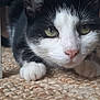 alert, animal, black_and_white, carpet, cat, close_up, curious, cute, domestic, feline, floor, fur, green_eyes, indoor, mammal, paws, pet, resting, table_leg, whiskers