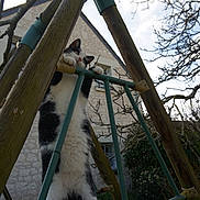 Soquette a rejoint le concours — aidez-le/la à gagner de superbes lots ! animal, black_and_white, branches, cat, curious, daylight, fur, garden, house, metal, nature, outdoor, pet, playful, sky, stone_wall, swing_set, tree, window, wood