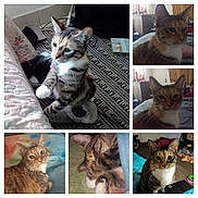 Kattdogg joined the competition — help win amazing prizes! cat, tabby_cat, indoor, pet, feline, resting, sleeping, curious, cozy, blanket, slipper, carpet, furniture, bedroom, home, animal, whiskers, ears, closeup, collage