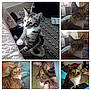 cat, tabby_cat, indoor, pet, feline, resting, sleeping, curious, cozy, blanket, slipper, carpet, furniture, bedroom, home, animal, whiskers, ears, closeup, collage