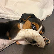 Alto a rejoint le concours — aidez-le/la à gagner de superbes lots ! puppy, dog, paw, lying_down, white_blanket, brown, black, cute, pet, indoor, resting, close_up, animal, soft, sleepy, spot, fur, face, nose, playful