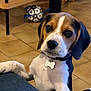 Alto participe au concours pour gagner de l'argent avec cette photo : puppy, beagle, dog, pet, indoor, curious, collar, tag, floor, toy, ball, couch, paw, ears, brown, white, black, tile, furniture, cute