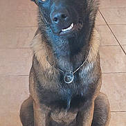 Valko a rejoint le concours — aidez-le/la à gagner de superbes lots ! dog, canine, pet, sitting, brown_fur, black_fur, ears_up, head_tilt, indoor, floor_tiles, collar, paw, animal, mammal, looking_up, cute, domestic_animal, alert, portrait, furry