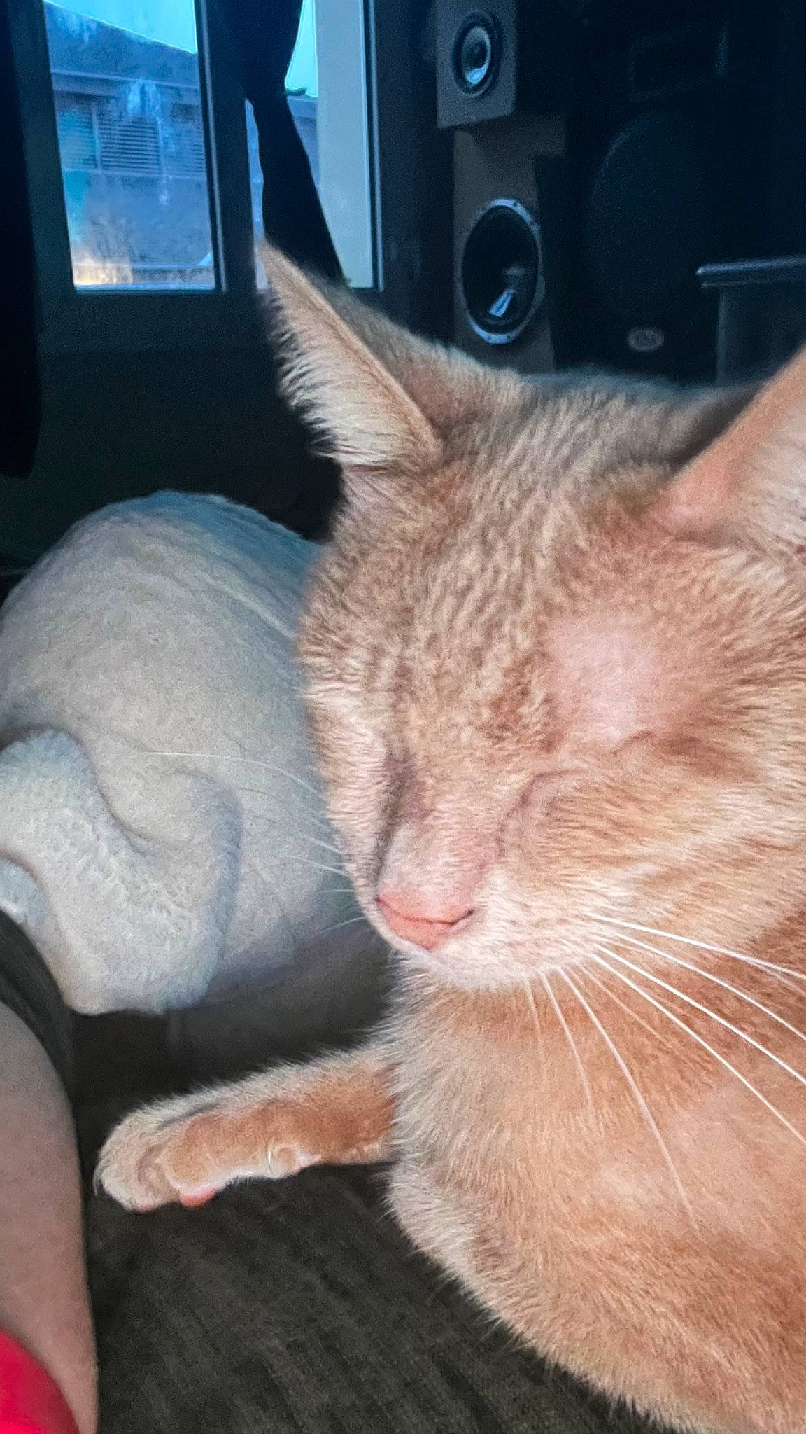 Pepou a rejoint le concours — aidez-le/la à gagner de superbes lots ! carnivore, cat, claw, comfort, domestic_short_haired_cat, felidae, fur, nap, small_to_medium_sized_cats, whiskers