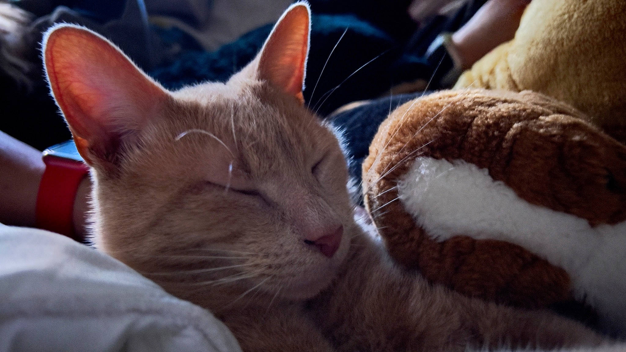 Pepou participe au concours pour gagner de l'argent avec cette photo : carnivore, cat, cat_supply, chartreux, claw, close_up, comfort, domestic_short_haired_cat, ear, fawn, felidae, fur, mammal, nap, paw, sleep, small_to_medium_sized_cats, snout, tail, whiskers