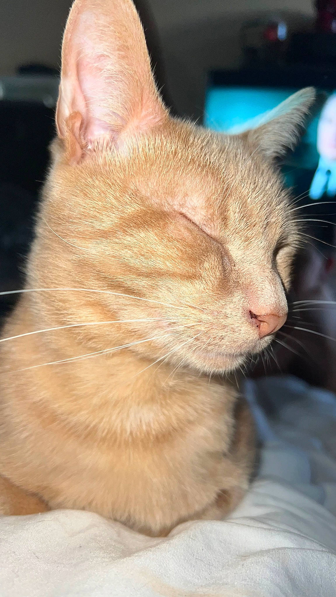 Pepou a rejoint le concours — aidez-le/la à gagner de superbes lots ! carnivore, cat, claw, close_up, comfort, domestic_short_haired_cat, fawn, felidae, fur, paw, small_to_medium_sized_cats, snout, tail, terrestrial_animal, whiskers, wildlife