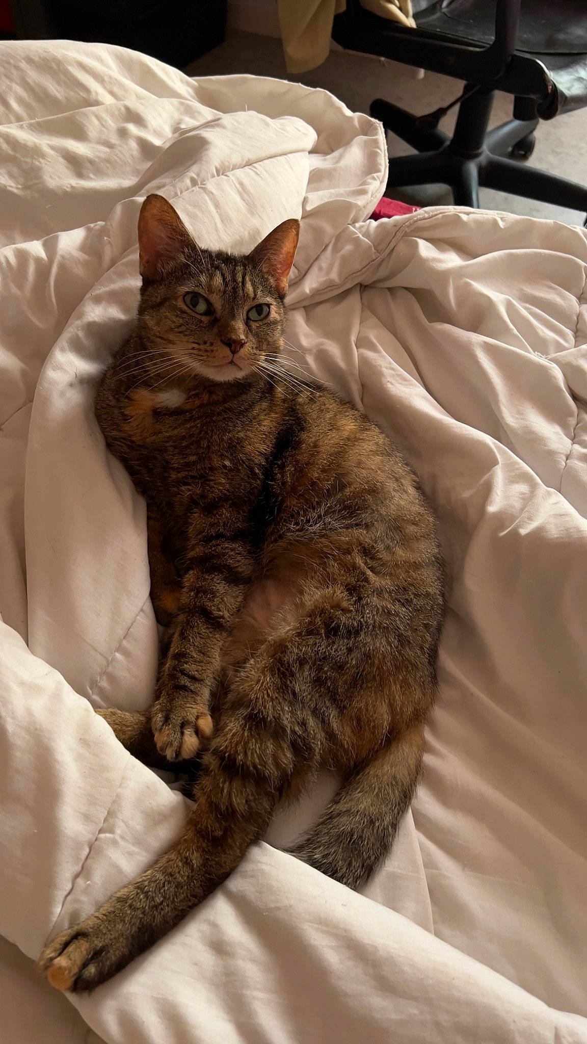 Mimine a rejoint le concours — aidez-le/la à gagner de superbes lots ! bed, carnivore, cat, claw, comfort, domestic_short_haired_cat, duvet, felidae, fur, linens, nap, paw, small_to_medium_sized_cats, snout, tail, terrestrial_animal, whiskers