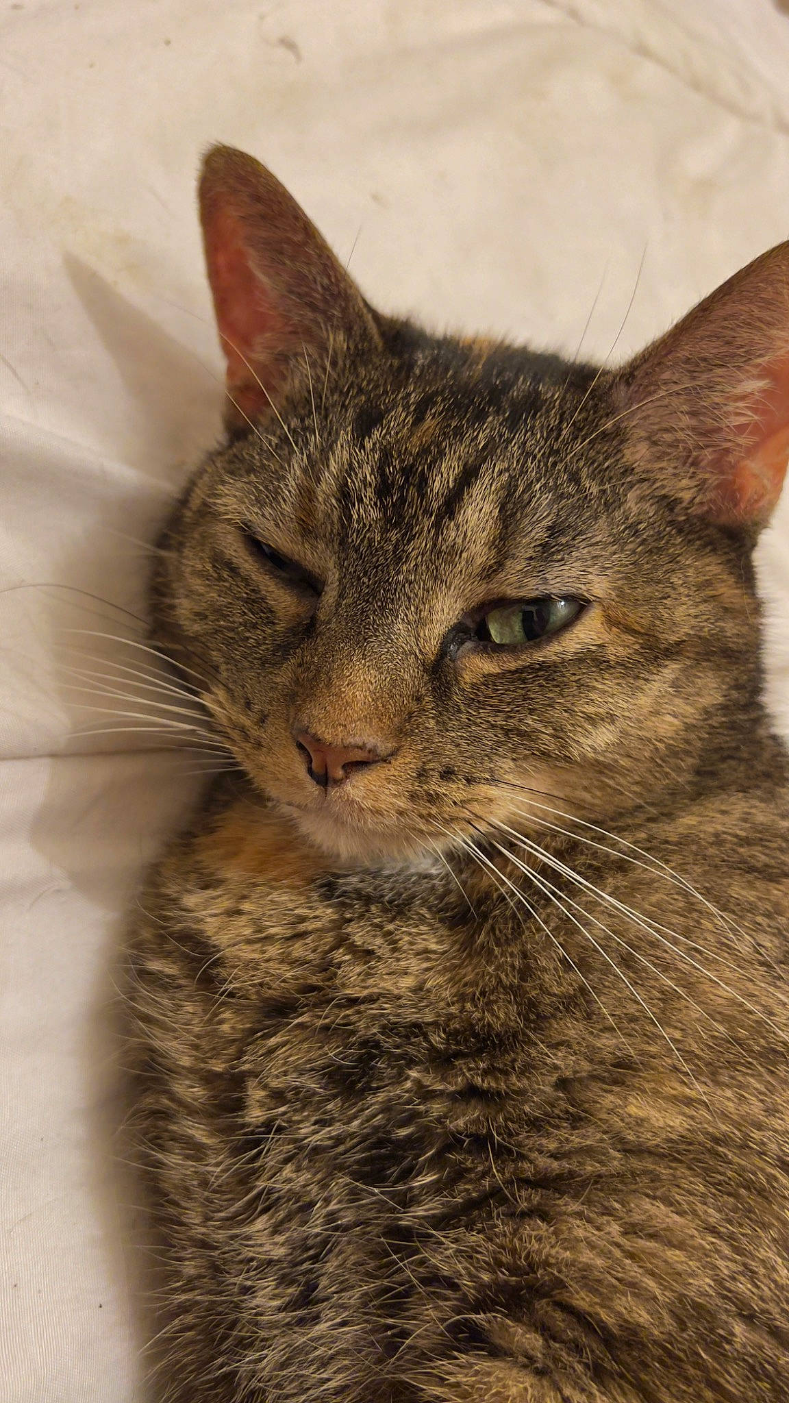 Mimine a rejoint le concours — aidez-le/la à gagner de superbes lots ! carnivore, cat, domestic_short_haired_cat, felidae, fur, small_to_medium_sized_cats, snout, terrestrial_animal, whiskers, wildlife