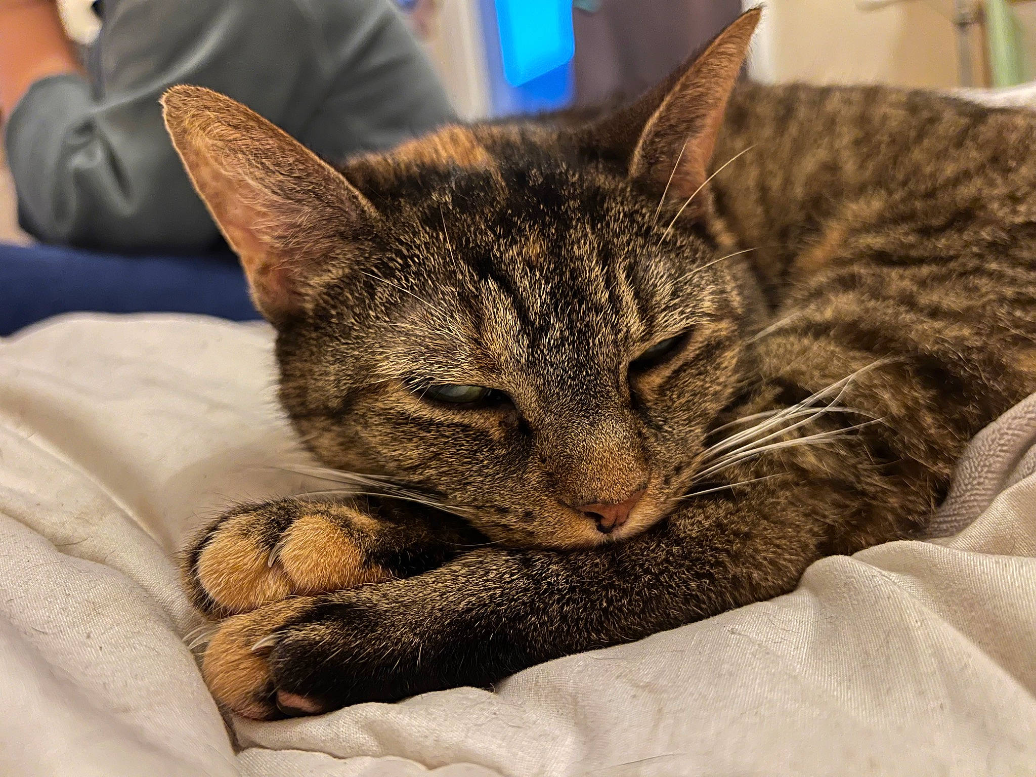 Mimine a rejoint le concours — aidez-le/la à gagner de superbes lots ! carnivore, cat, cat_bed, cat_supply, claw, comfort, domestic_short_haired_cat, eye, felidae, fur, linens, nap, paw, sitting, sleep, small_to_medium_sized_cats, snout, terrestrial_animal, whiskers, wildlife