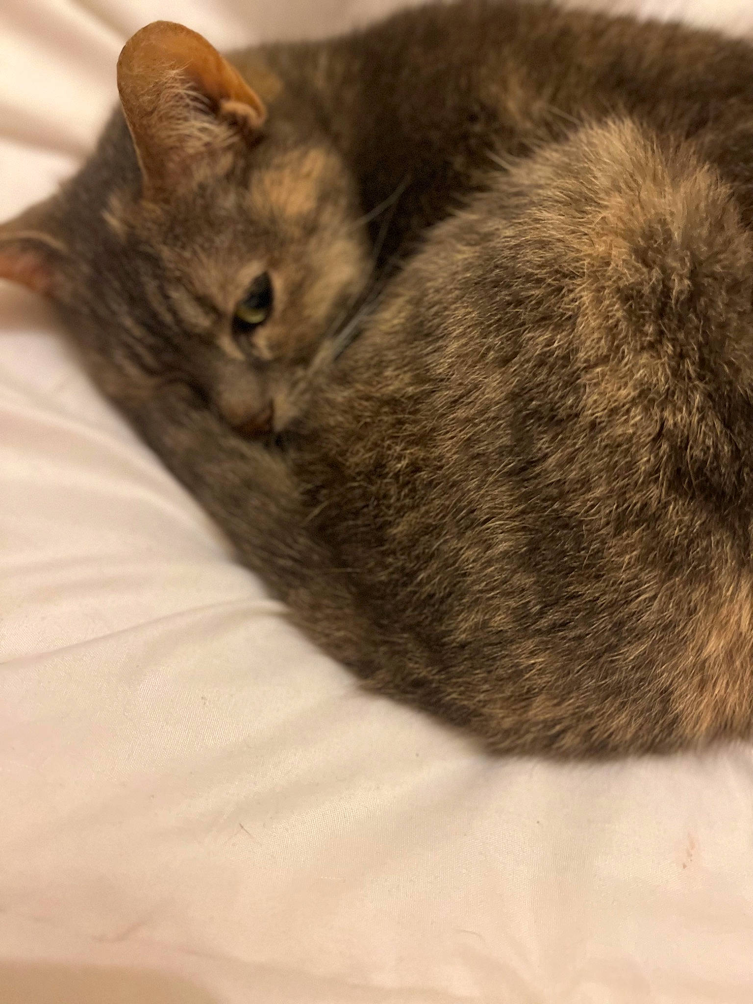 Grizette participe au concours pour gagner de l'argent avec cette photo : black_cat, carnivore, cat, cat_supply, claw, comfort, domestic_short_haired_cat, felidae, fur, grey, nap, sleep, small_to_medium_sized_cats, snout, tail, terrestrial_animal, whiskers