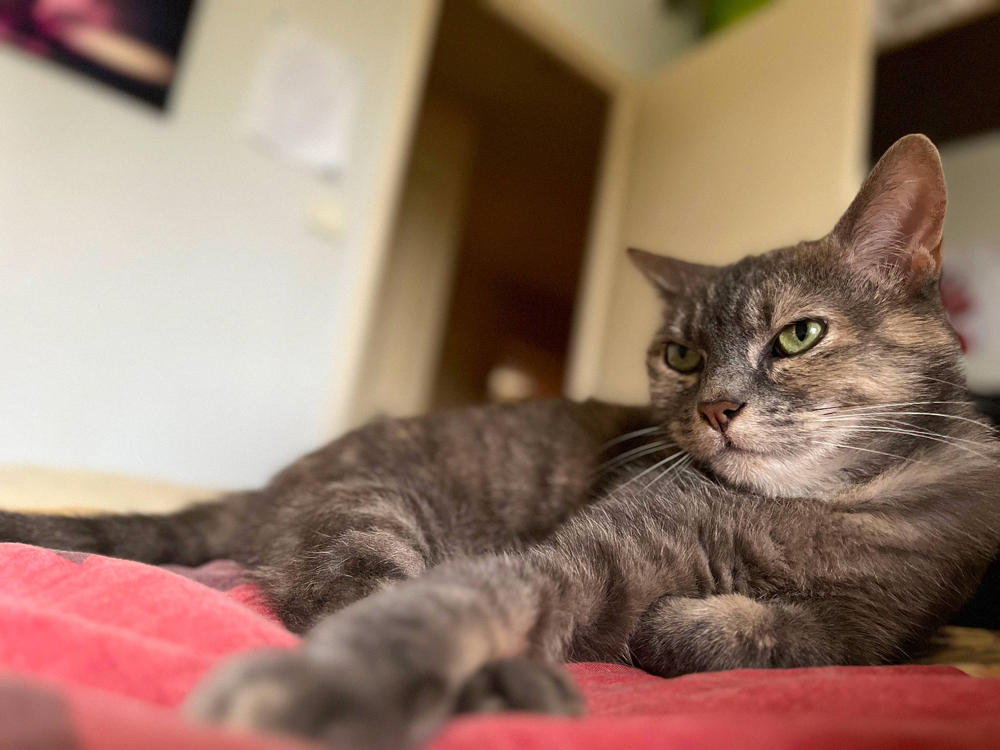 Grizette a rejoint le concours — aidez-le/la à gagner de superbes lots ! carnivore, cat, claw, comfort, domestic_short_haired_cat, felidae, fur, grey, paw, sitting, small_to_medium_sized_cats, snout, terrestrial_animal, whiskers, wildlife