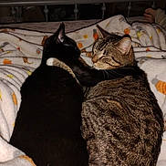 Tilly And Tom is registered to the contest to win money with this photo: cat, cats, tabby_cat, black_cat, bed, blanket, snuggling, cozy, pet, animal, feline, resting, indoors, sleepy, cute, friendship, comfort, domestic_animal, fur, relaxing